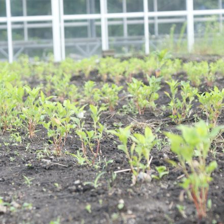 すくすく生長する無農薬無化学肥料の藍の苗